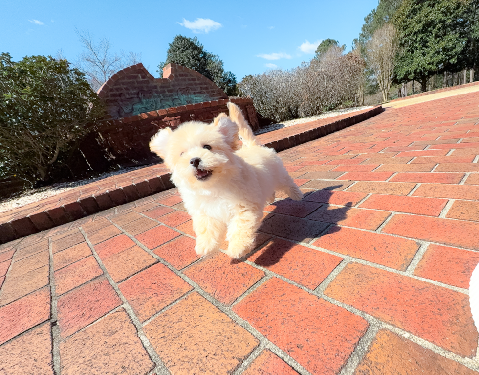 Cute Maltipoo Poodle Mix Pup