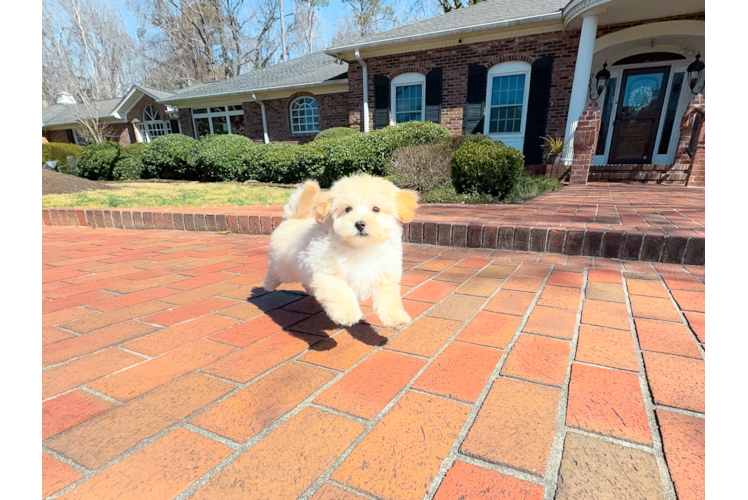 Cute Maltipoo Baby