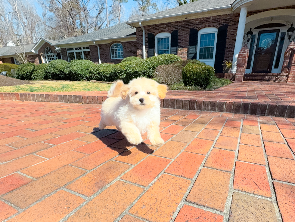 Cute Maltipoo Baby