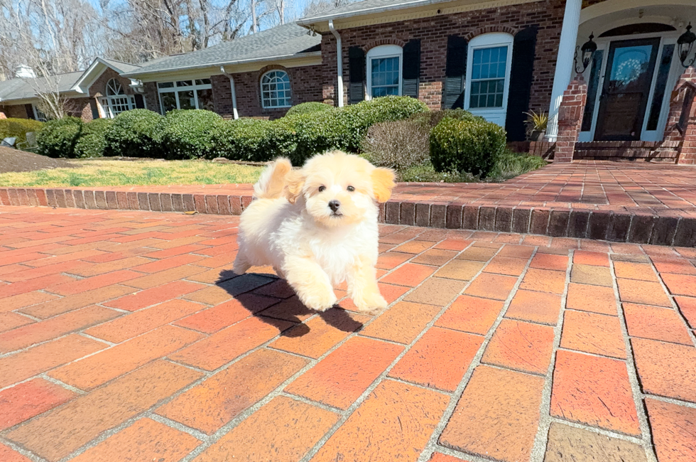 10 week old Maltipoo Puppy For Sale - Simply Southern Pups