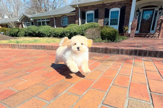 Cute Maltipoo Baby