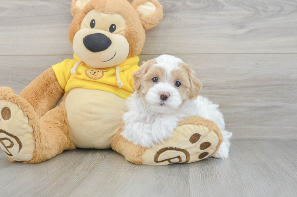 5 week old Maltipoo Puppy For Sale - Simply Southern Pups