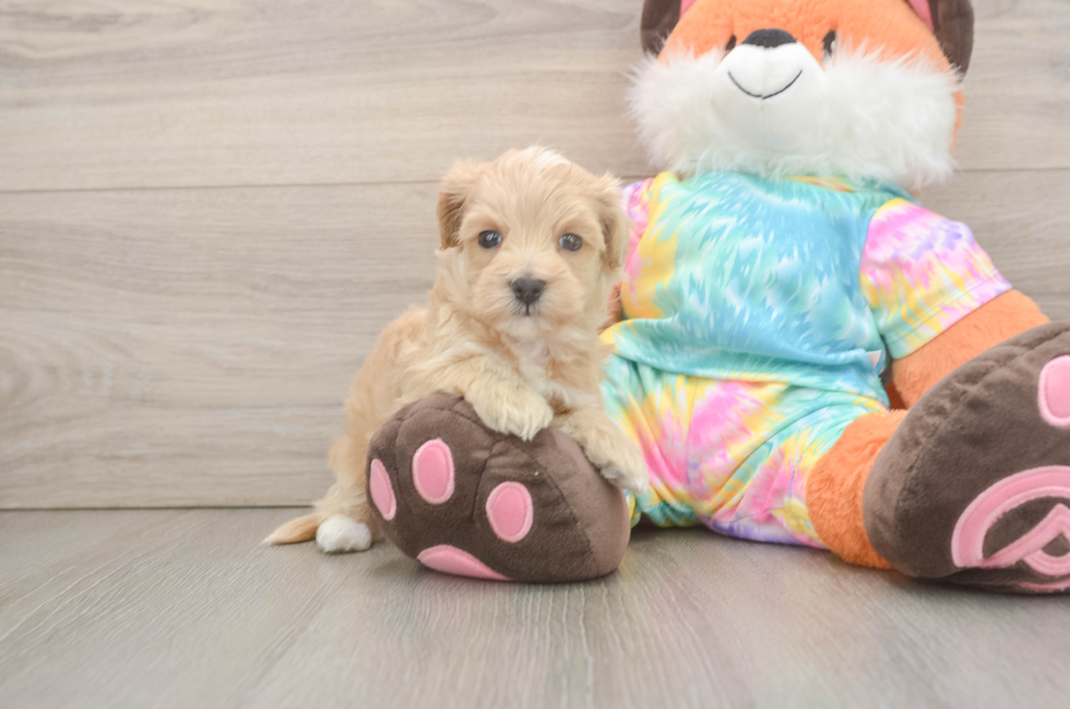 5 week old Maltipoo Puppy For Sale - Simply Southern Pups