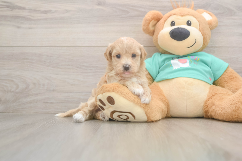 5 week old Maltipoo Puppy For Sale - Simply Southern Pups