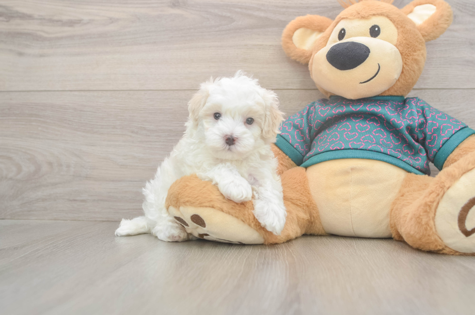 5 week old Maltipoo Puppy For Sale - Simply Southern Pups