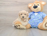 8 week old Maltipoo Puppy For Sale - Simply Southern Pups