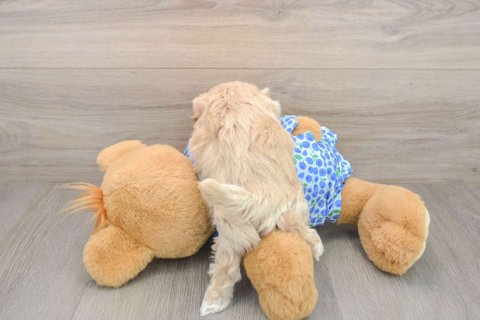 Maltipoo Puppy for Adoption