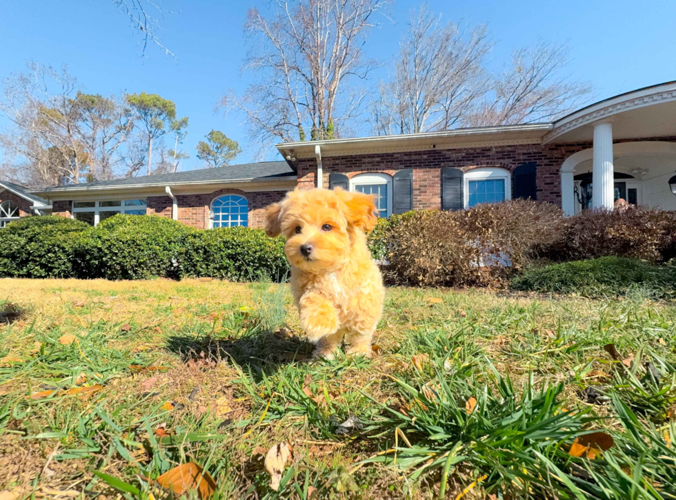 Maltipoo Pup Being Cute