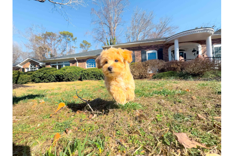 Cute Malt a Poo Poodle Mix Puppy