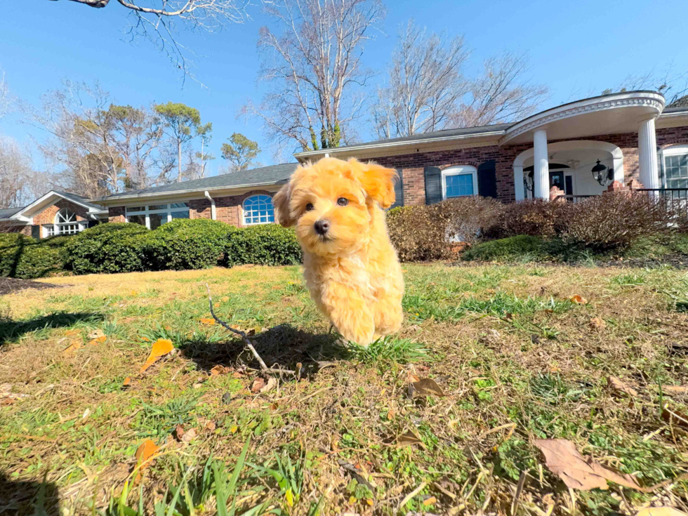Cute Malt a Poo Poodle Mix Puppy