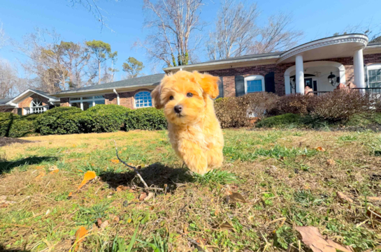 Cute Malt a Poo Poodle Mix Puppy