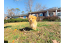 Cute Maltipoo Baby