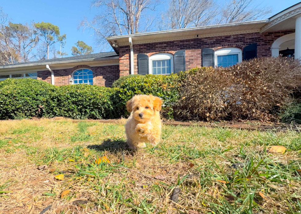 Cute Maltipoo Poodle Mix Pup