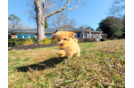Cute Malt a Poo Poodle Mix Puppy