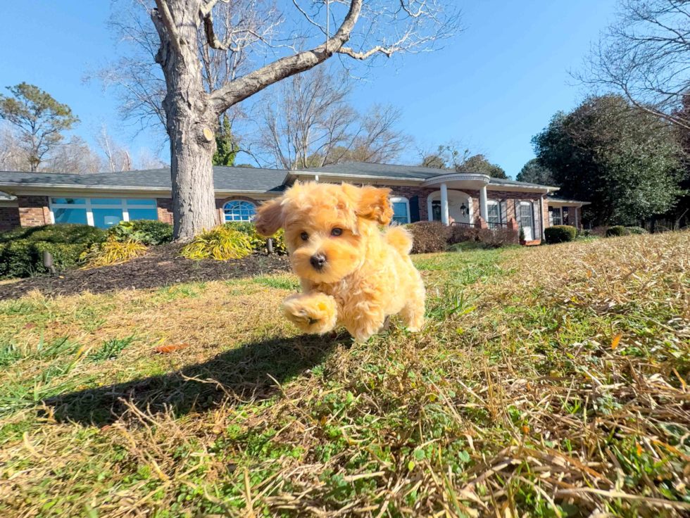 Cute Malt a Poo Poodle Mix Puppy