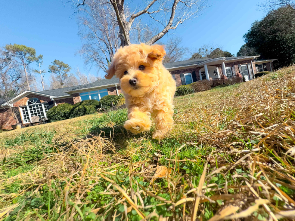 Maltipoo Pup Being Cute