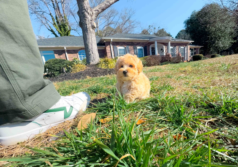 Cute Maltipoo Baby