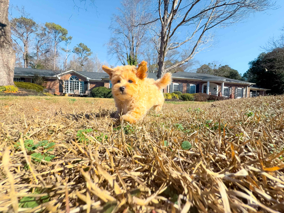 Cute Malt a Poo Poodle Mix Puppy