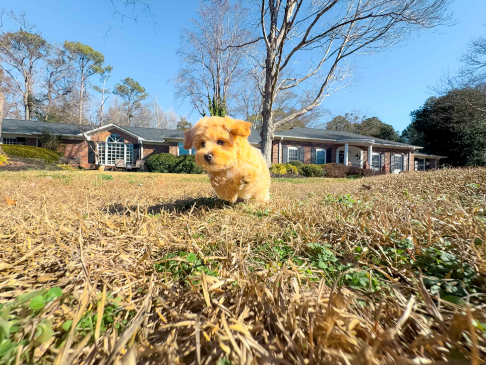 Cute Malt a Poo Poodle Mix Puppy