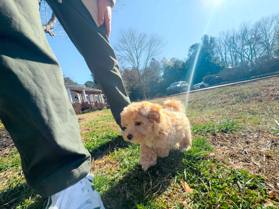 Cute Maltipoo Poodle Mix Pup