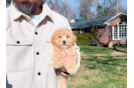 Maltipoo Puppy for Adoption