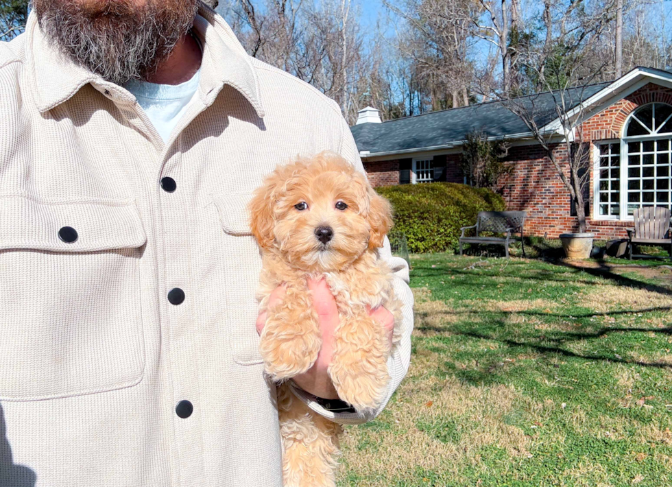 Maltipoo Puppy for Adoption