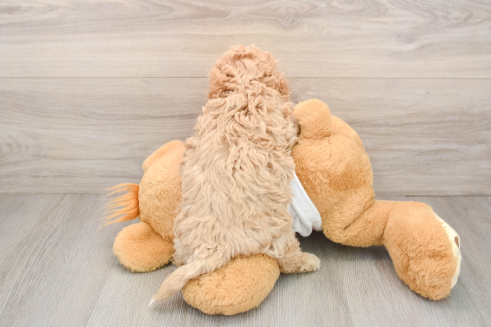 Maltipoo Pup Being Cute