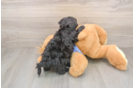 Petite Maltipoo Poodle Mix Pup