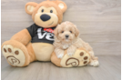 Maltipoo Pup Being Cute