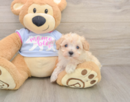 8 week old Maltipoo Puppy For Sale - Simply Southern Pups