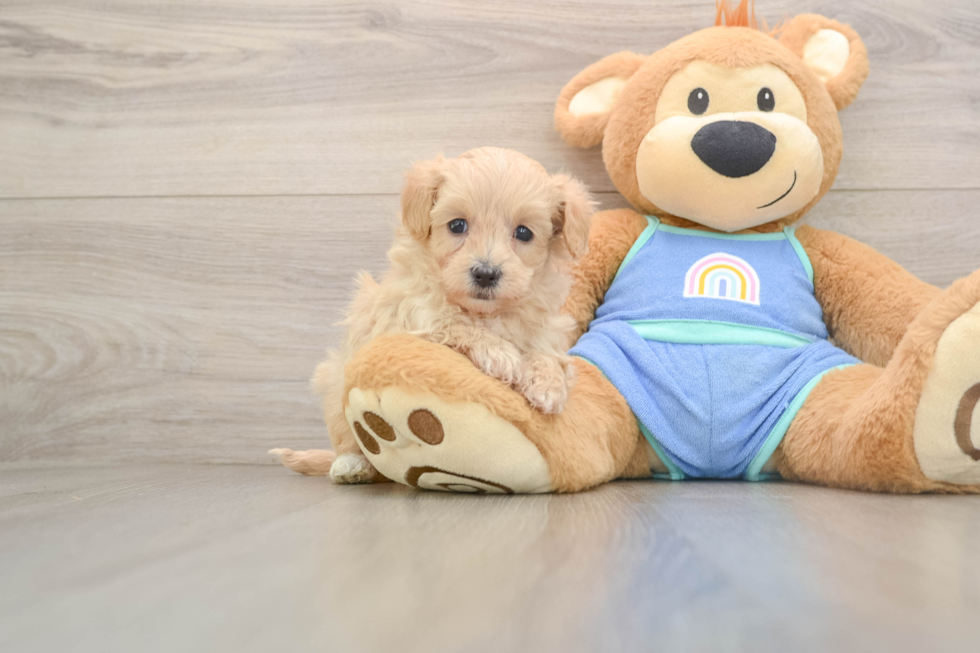 Popular Maltipoo Poodle Mix Pup