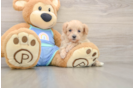 Best Maltipoo Baby