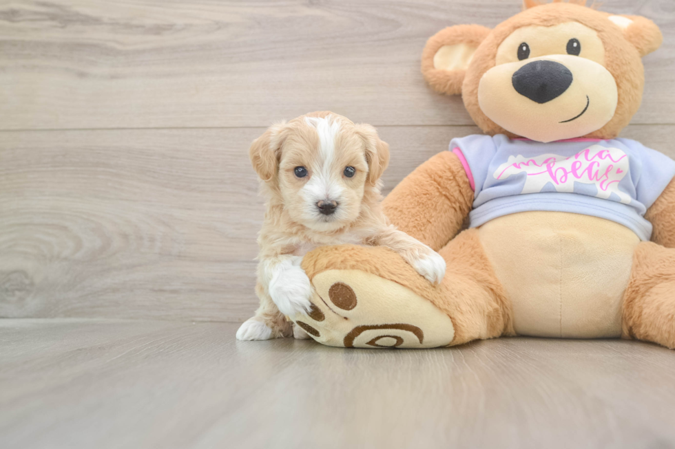 Maltipoo Puppy for Adoption