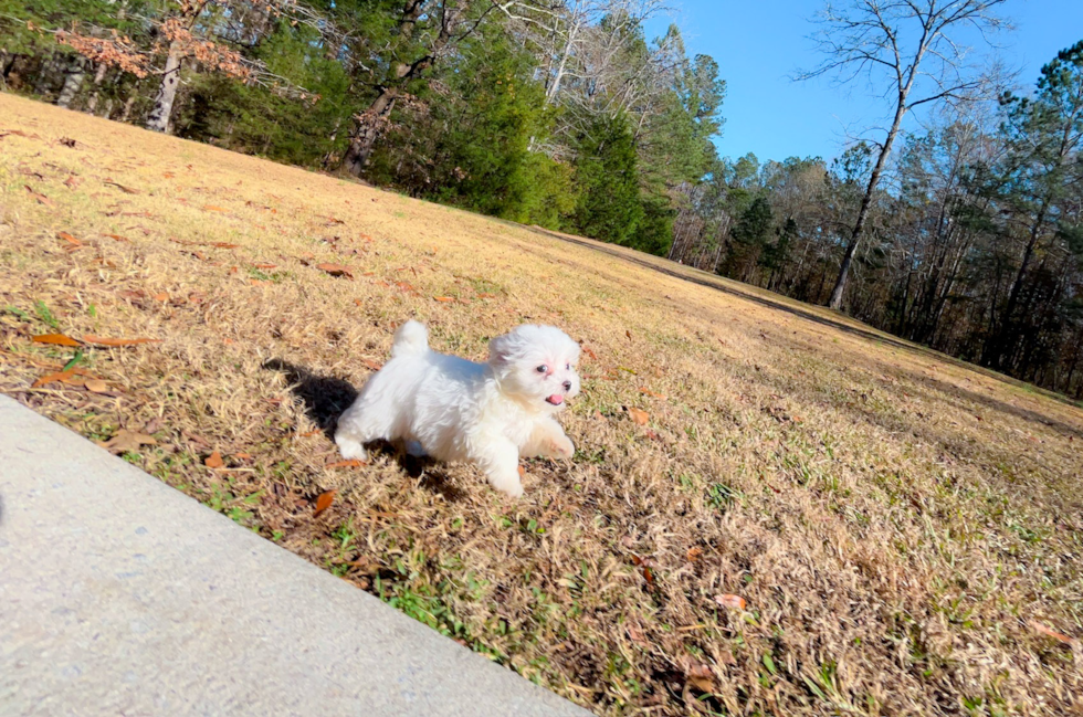 Best Maltipoo Baby