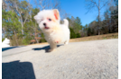 Cute Maltipoo Poodle Mix Pup