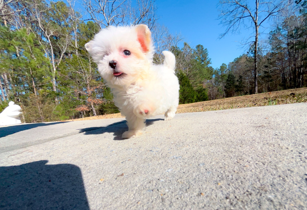 Cute Maltipoo Poodle Mix Pup