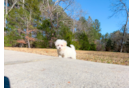 Maltipoo Pup Being Cute