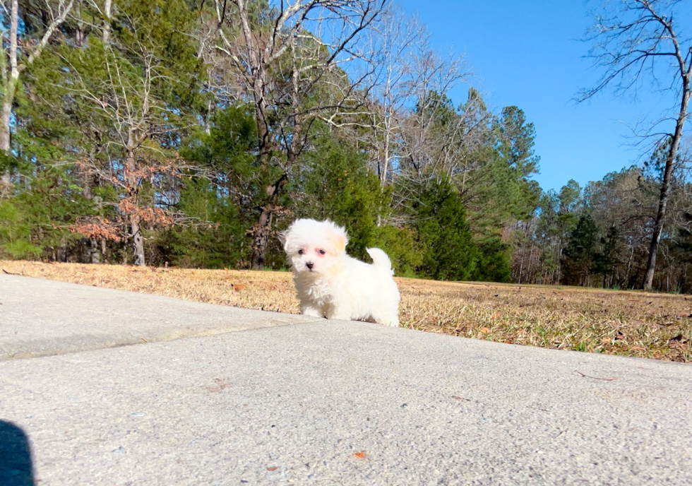 Maltipoo Pup Being Cute