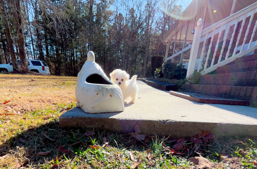 Cute Maltipoo Baby