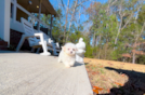 Cute Maltipoo Baby