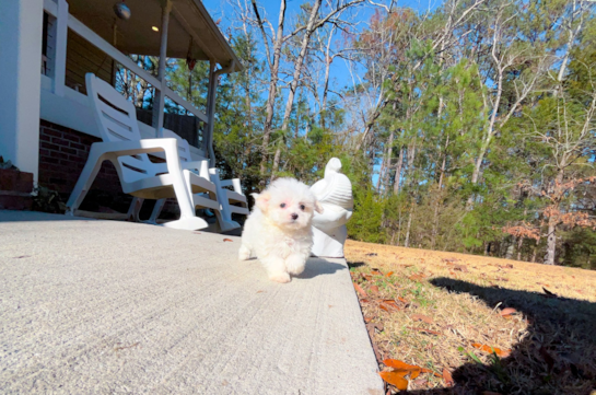 Cute Maltipoo Baby