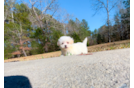 Cute Maltipoo Poodle Mix Pup