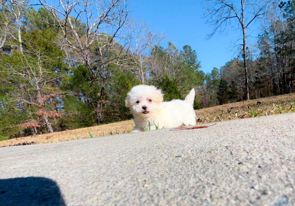 Cute Maltipoo Poodle Mix Pup