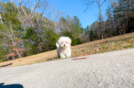 Maltipoo Puppy for Adoption