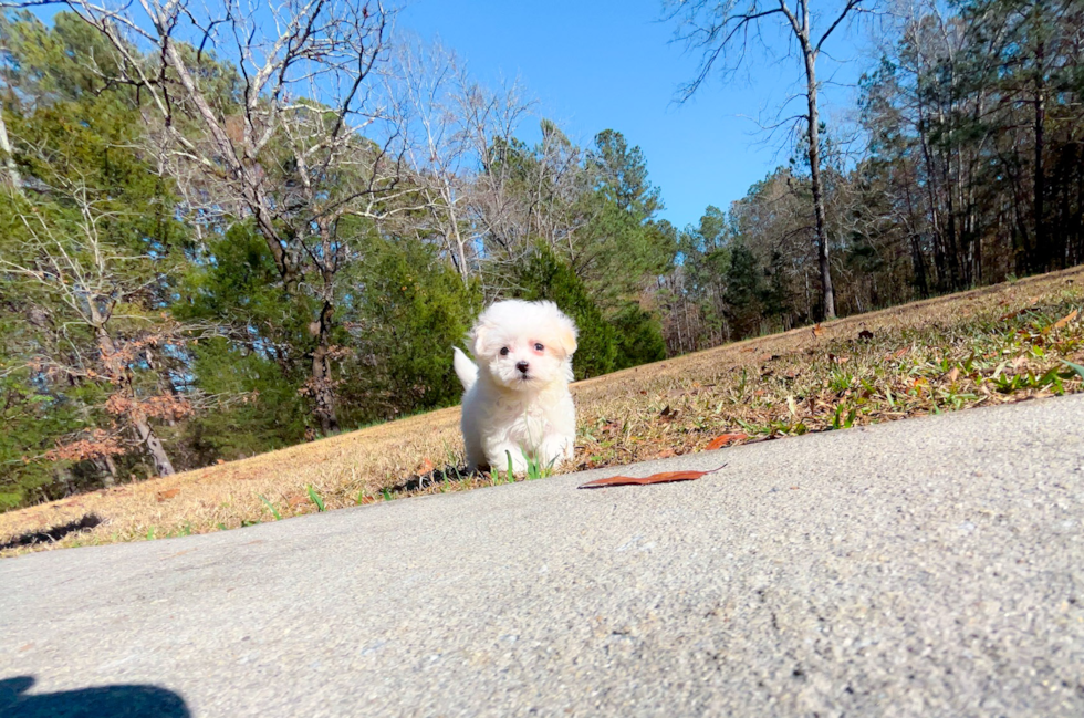 Maltipoo Puppy for Adoption