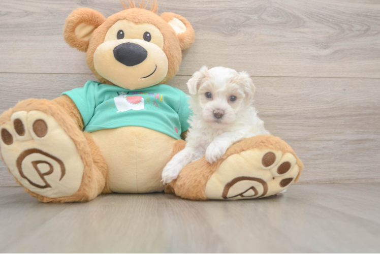 Maltipoo Pup Being Cute