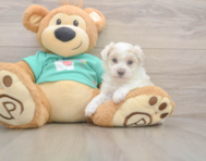 8 week old Maltipoo Puppy For Sale - Simply Southern Pups