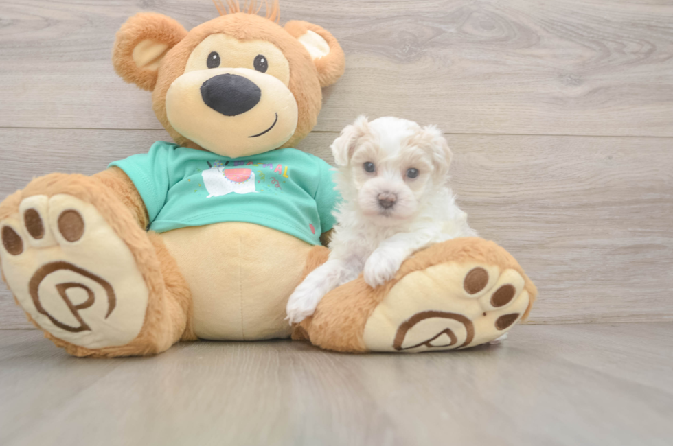 5 week old Maltipoo Puppy For Sale - Simply Southern Pups