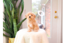 Cute Maltipoo Poodle Mix Pup