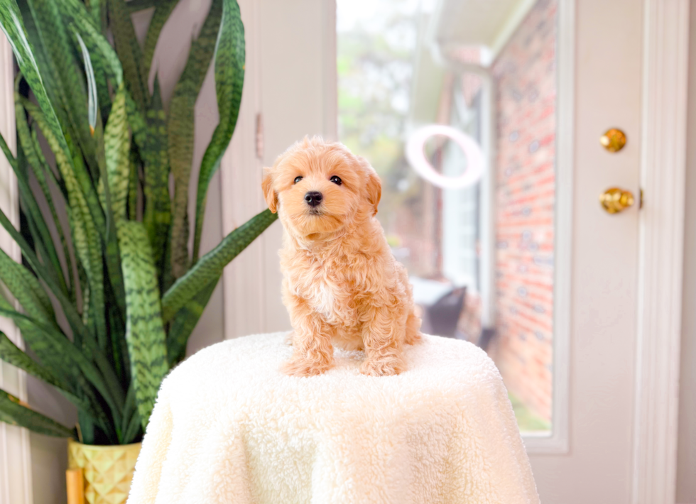 Cute Maltipoo Poodle Mix Pup